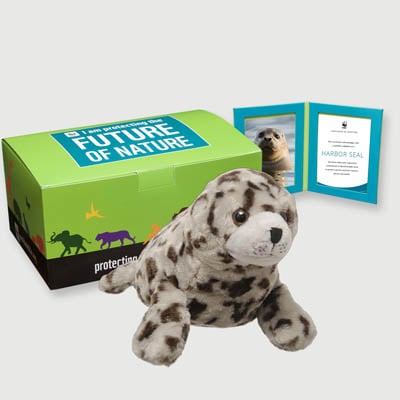 harbor seal Plush, box + frame adoption kit