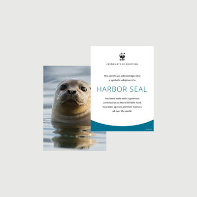 harbor seal Photo + certificate adoption kit