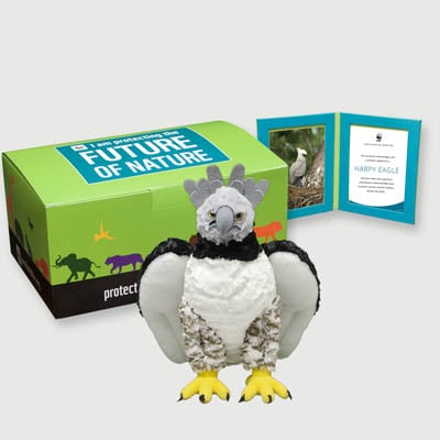 harpy eagle Plush, box + frame adoption kit
