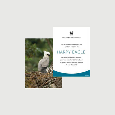 harpy eagle Photo + certificate adoption kit