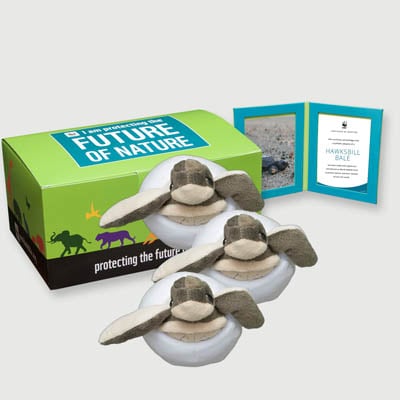 hawksbill bale Plush, box + frame adoption kit