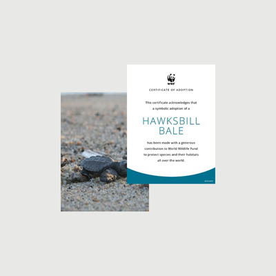 hawksbill bale Photo + certificate adoption kit