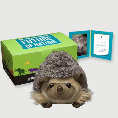 hedgehog Plush, box + frame adoption kit
