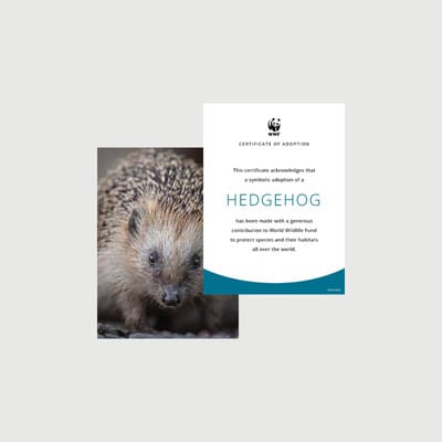 hedgehog Photo + certificate adoption kit