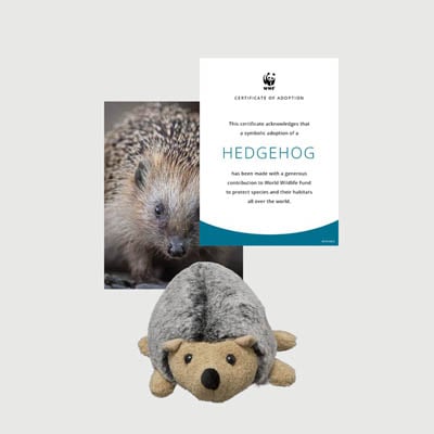 hedgehog Mini plush adoption kit
