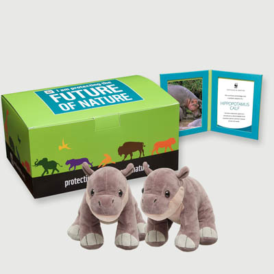 hippopotamus calf Plush, box + frame adoption kit