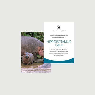 hippopotamus calf Photo + certificate adoption kit