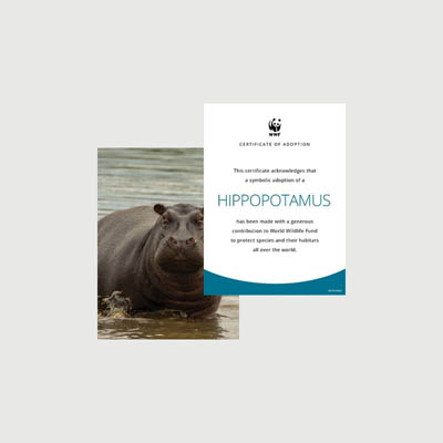 hippopotamus Photo + certificate adoption kit
