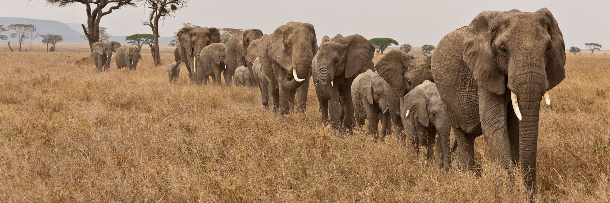 World Wildlife Fund | WWFGifts Catalog