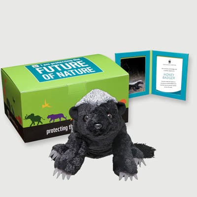 honey badger Plush, box + frame adoption kit