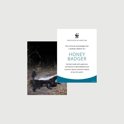 honey badger Photo + certificate adoption kit
