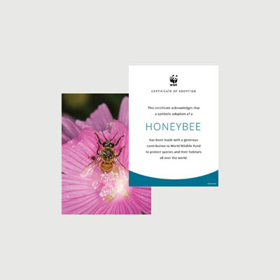 honeybee Photo + certificate adoption kit