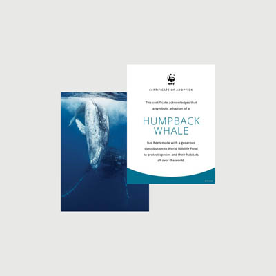 humpback whale Photo + certificate adoption kit