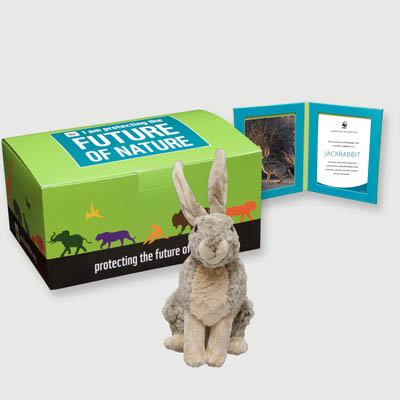 jackrabbit Plush, box + frame adoption kit