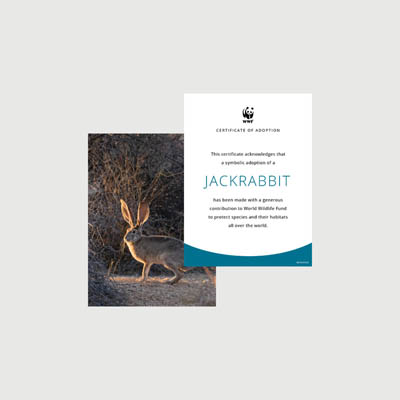 jackrabbit Photo + certificate adoption kit