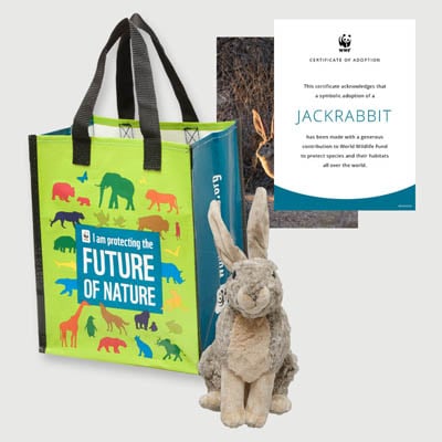 jackrabbit Plush adoption kit