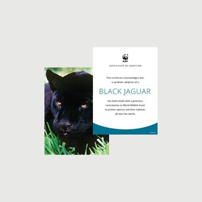 jaguar black Photo + certificate adoption kit
