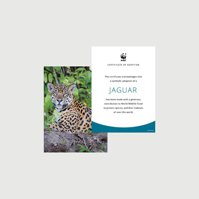 jaguar spotted Photo + certificate adoption kit