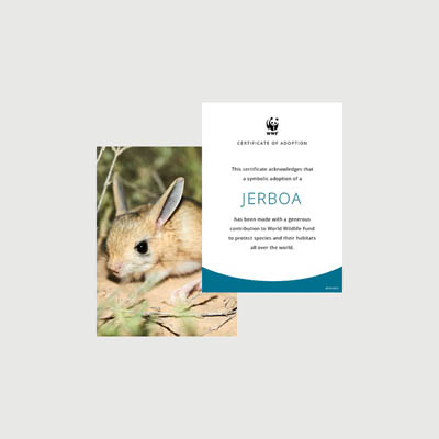 jerboa Photo + certificate adoption kit
