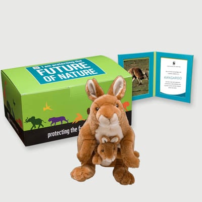 kangaroo and joey Plush, box + frame adoption kit
