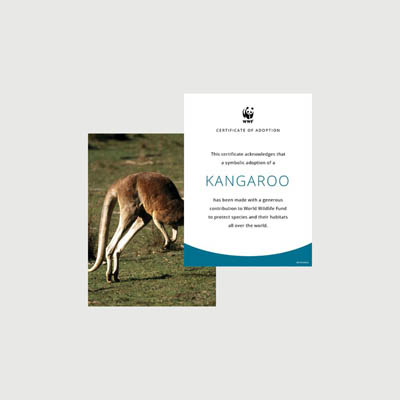 kangaroo and joey Photo + certificate adoption kit