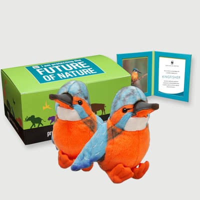 kingfisher Plush, box + frame adoption kit