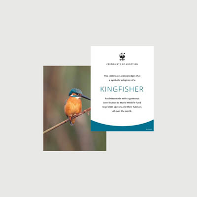 kingfisher Photo + certificate adoption kit