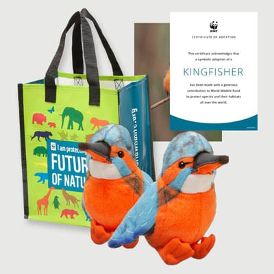 kingfisher Plush adoption kit