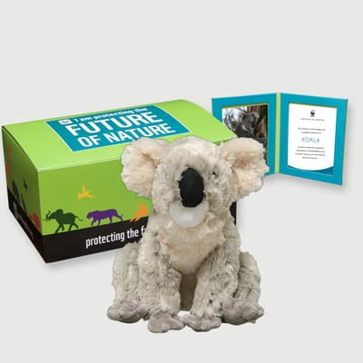 koala Plush, box + frame adoption kit