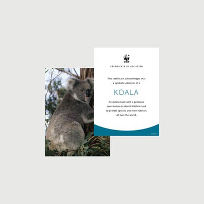 koala Photo + certificate adoption kit