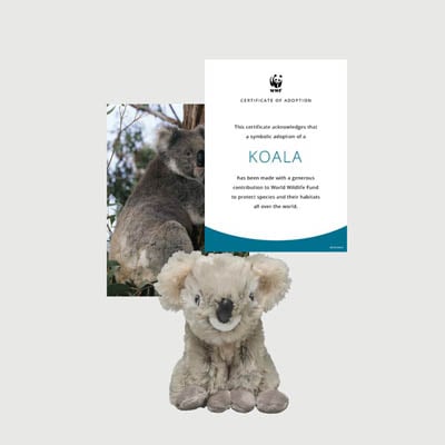 koala Mini plush adoption kit