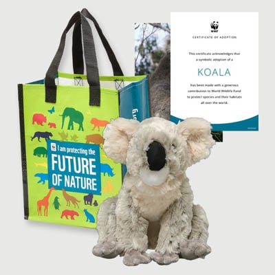 koala Plush adoption kit