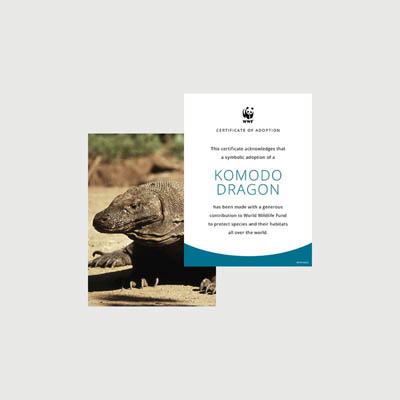 komodo dragon Photo + certificate adoption kit