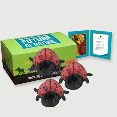 ladybug Plush, box + frame adoption kit