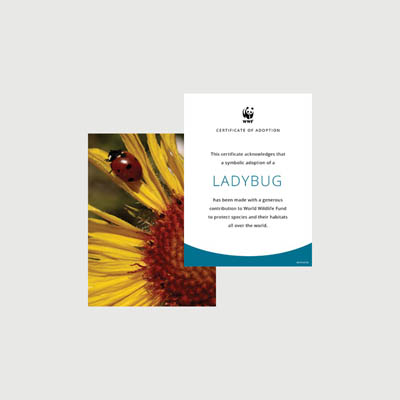 ladybug Photo + certificate adoption kit