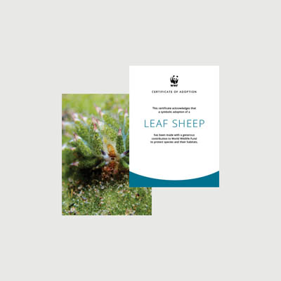leaf sheep Photo + certificate adoption kit