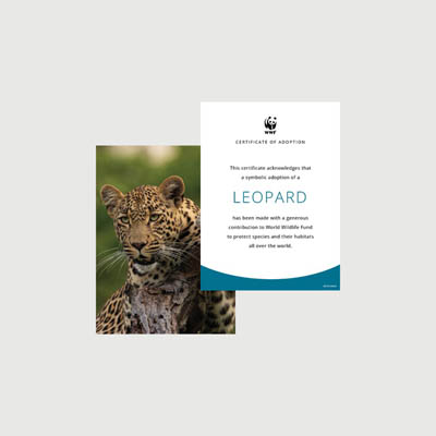 leopard Photo + certificate adoption kit