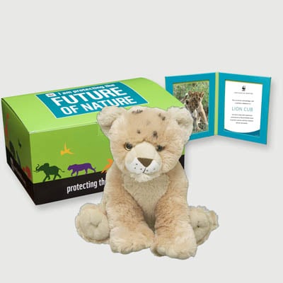 lion cub Plush, box + frame adoption kit