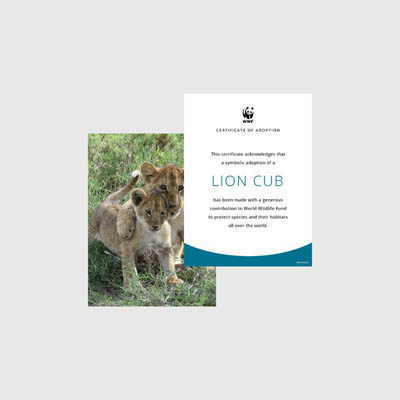 lion cub Photo + certificate adoption kit