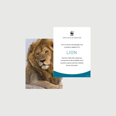 lion Photo + certificate adoption kit