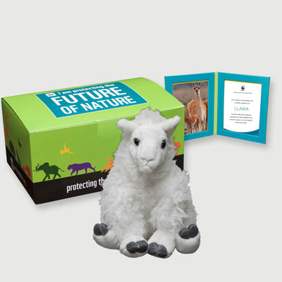 llama Plush, box + frame adoption kit