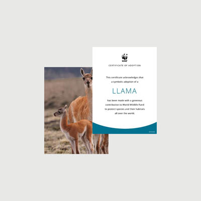 llama Photo + certificate adoption kit