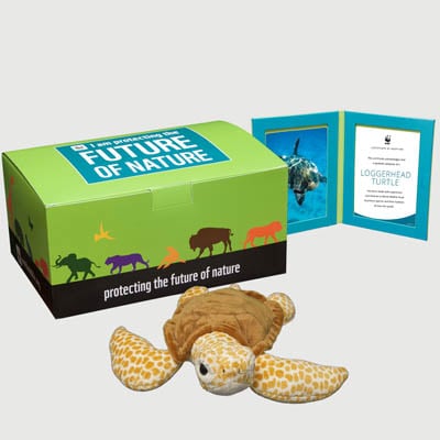 loggerhead turtle Plush, box + frame adoption kit