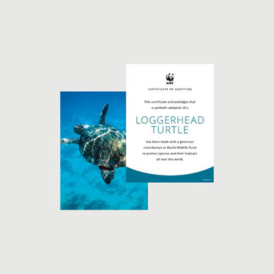 loggerhead turtle Photo + certificate adoption kit