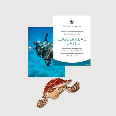 loggerhead turtle Mini plush adoption kit