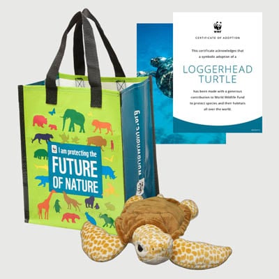 loggerhead turtle Plush adoption kit