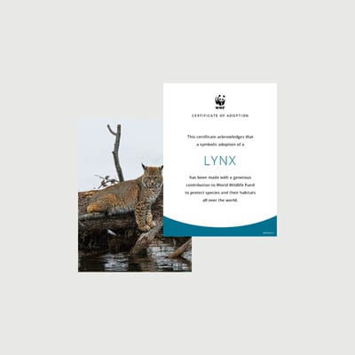 lynx Photo + certificate adoption kit