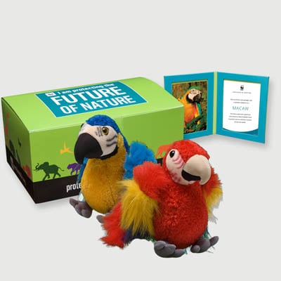 macaw Plush, box + frame adoption kit