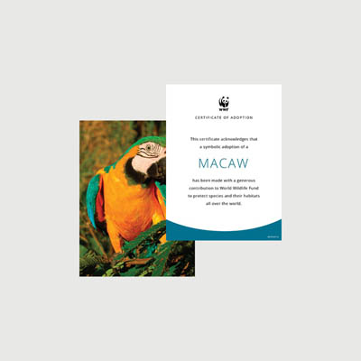 macaw Photo + certificate adoption kit