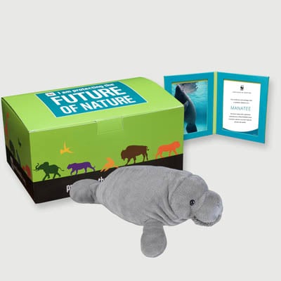 manatee Plush, box + frame adoption kit